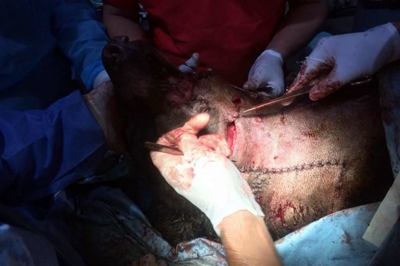 Momento de la operación  a Invictus. Foto: Cortesía